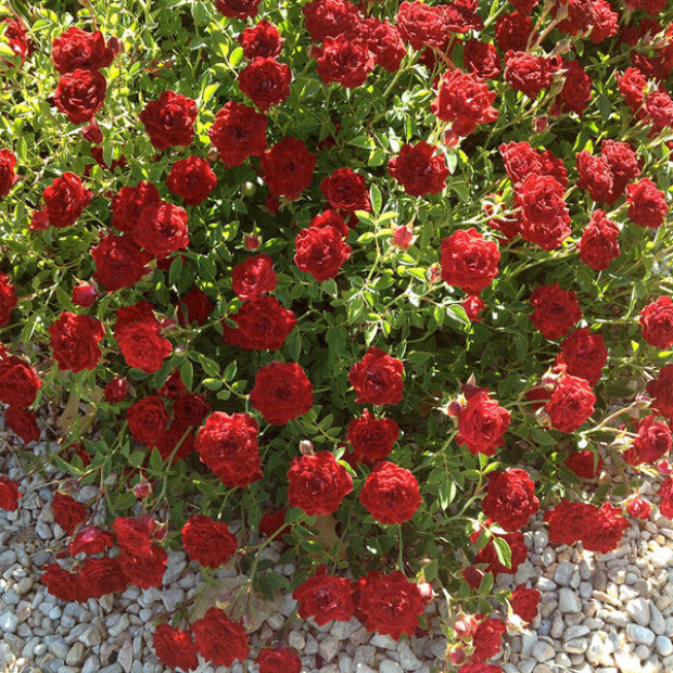 Фото 2. Роза 