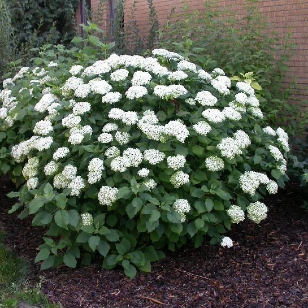 Гортензия древовидная Аннабель в каталоге СЦ Корекозево