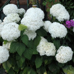 Миниатюра 3. Гортензия древовидная «Аннабель» в каталоге СЦ Корекозево