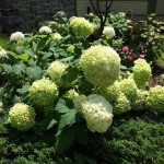 Миниатюра 1. Гортензия древовидная «Аннабель» в каталоге СЦ Корекозево