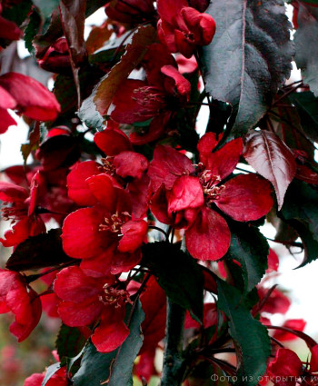 Яблоня «Роялти» в каталоге СЦ Корекозево