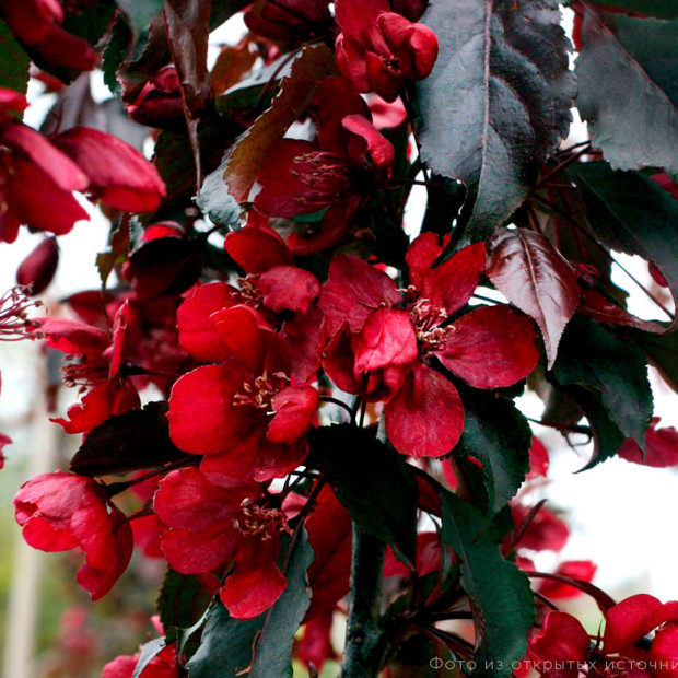 Фото 1. Яблоня «Роялти» в каталоге СЦ Корекозево