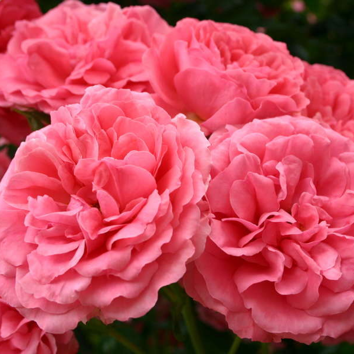 Роза Rosarium Uetersen в каталоге СЦ Корекозево