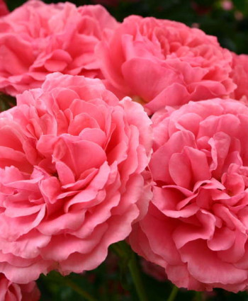 Роза Rosarium Uetersen в каталоге СЦ Корекозево