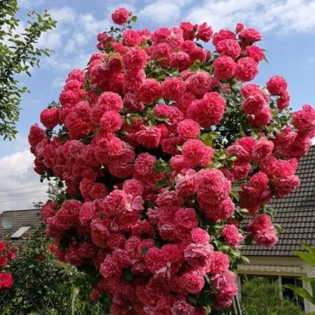 Фото 3. Роза 