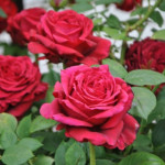 Миниатюра 3. Роза 