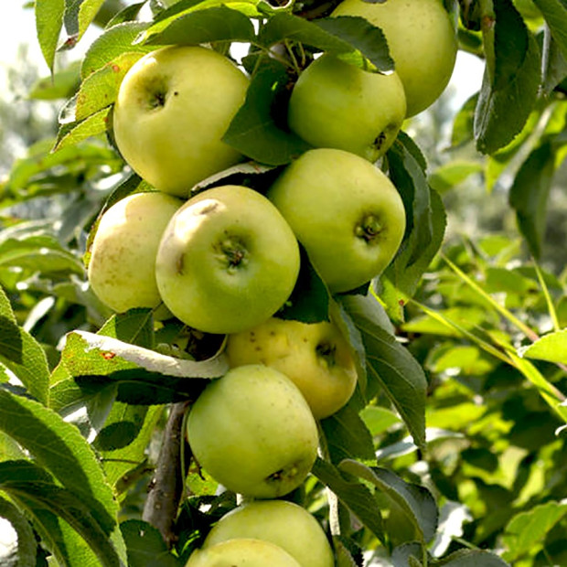 Фото 1. Яблоня колоновидная «Статистика» в каталоге СЦ Корекозево