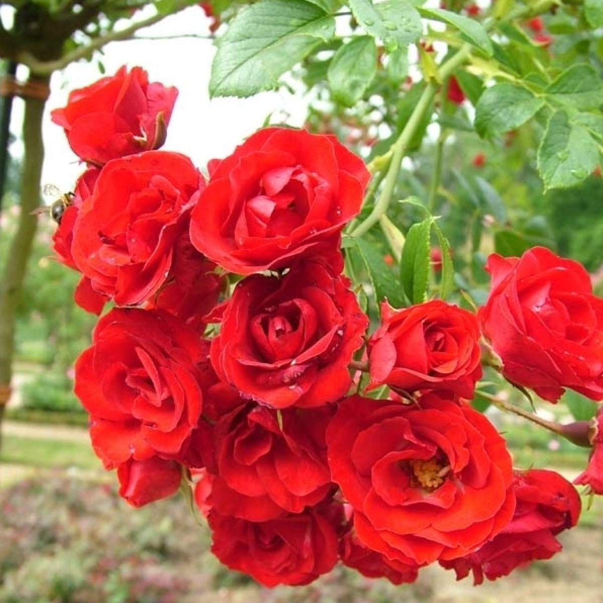 Роза Scarlet Meillandecor  в каталоге СЦ Корекозево