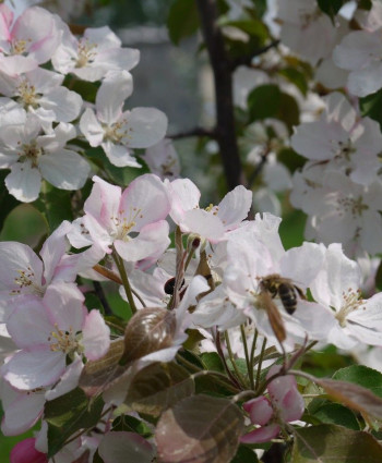 Яблоня «Стрит Парад» в каталоге СЦ Корекозево
