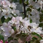 Миниатюра 1. Яблоня «Стрит Парад» в каталоге СЦ Корекозево