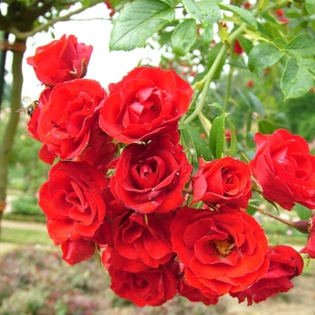 Фото 1. Роза 