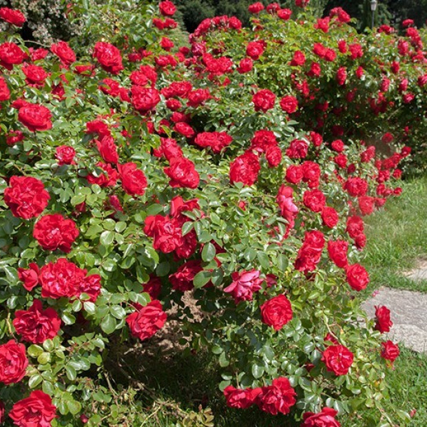 Фото 2. Роза 