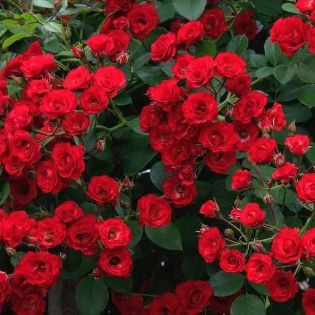 Фото 4. Роза 