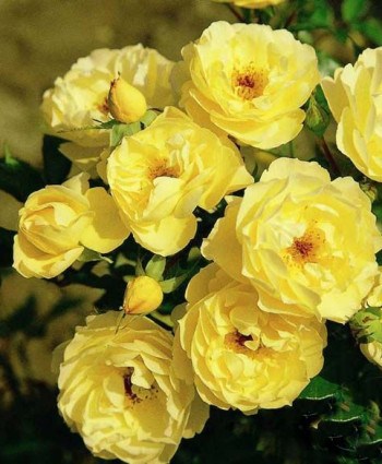 Роза Sonnensсhirm в каталоге СЦ Корекозево