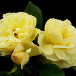 Миниатюра 2. Роза 