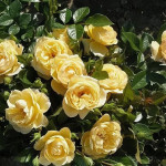 Миниатюра 3. Роза 