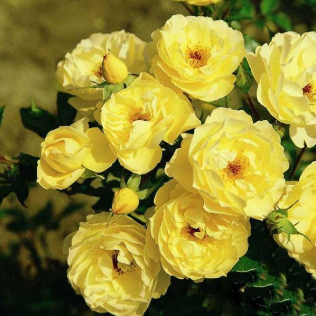 Фото 1. Роза 