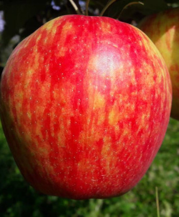 Яблоня «Хани Крисп» в каталоге СЦ Корекозево