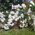 Миниатюра 2. Роза 