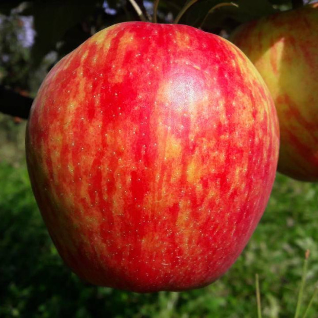 Фото 1. Яблоня «Хани Крисп» в каталоге СЦ Корекозево