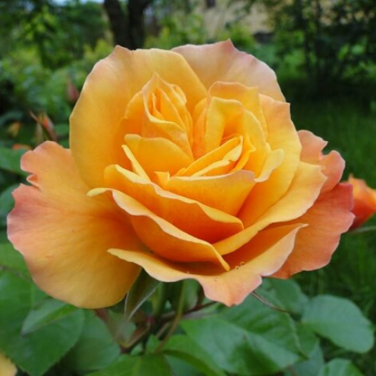 Роза Tequila в каталоге СЦ Корекозево