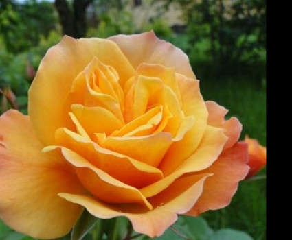 Роза Tequila в каталоге СЦ Корекозево