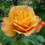 Миниатюра 1. Роза 