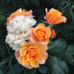 Миниатюра 2. Роза 