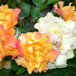 Миниатюра 3. Роза 