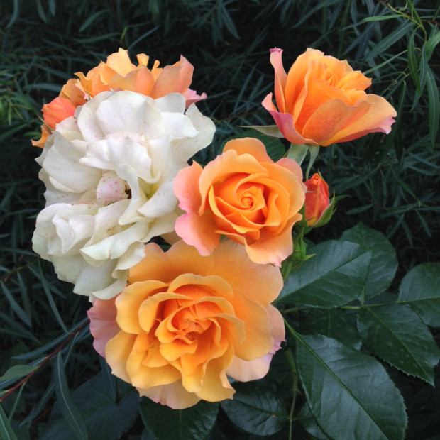 Фото 2. Роза 