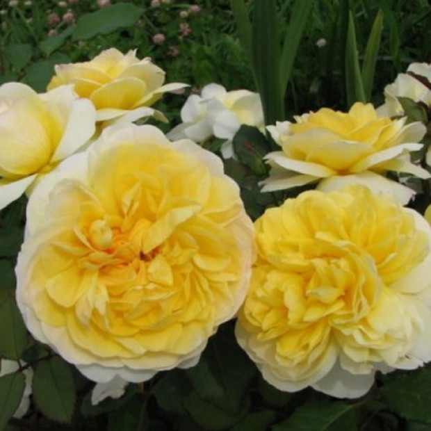 Фото 3. Роза 