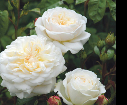 Роза Tranquillity в каталоге СЦ Корекозево