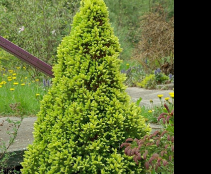 Ель канадская Rainbow's End в каталоге СЦ Корекозево