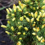 Миниатюра 3. Ель канадская 