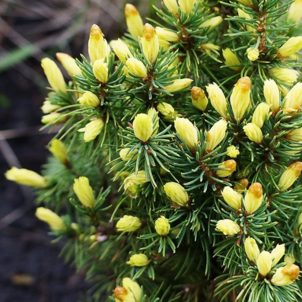 Фото 3. Ель канадская 