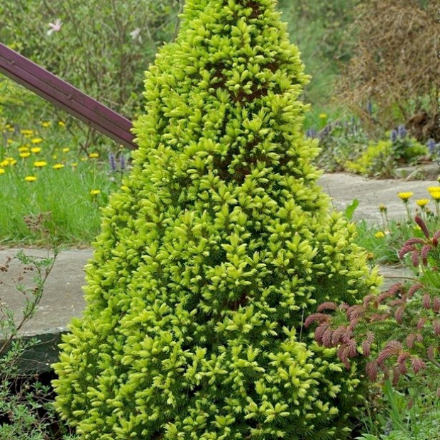 Фото 1. Ель канадская 