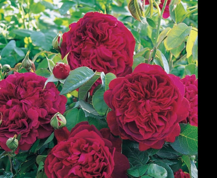 Роза William Shakespeare в каталоге СЦ Корекозево