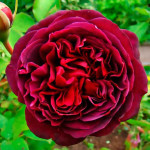 Миниатюра 3. Роза 