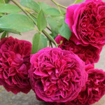 Миниатюра 4. Роза 