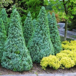 Миниатюра 2. Ель канадская 