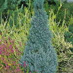 Миниатюра 3. Ель канадская 