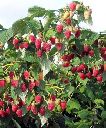 Малиновое дерево «Таруса» в каталоге СЦ Корекозево