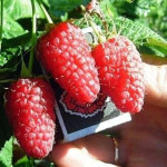 Миниатюра 2. Малиновое дерево «Таруса» в каталоге СЦ Корекозево