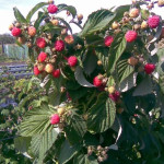 Миниатюра 3. Малиновое дерево «Таруса» в каталоге СЦ Корекозево