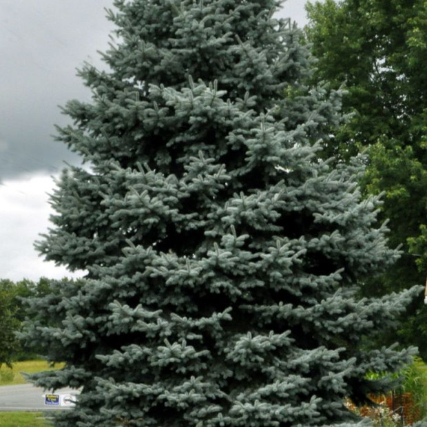 Фото 3. Ель колючая 