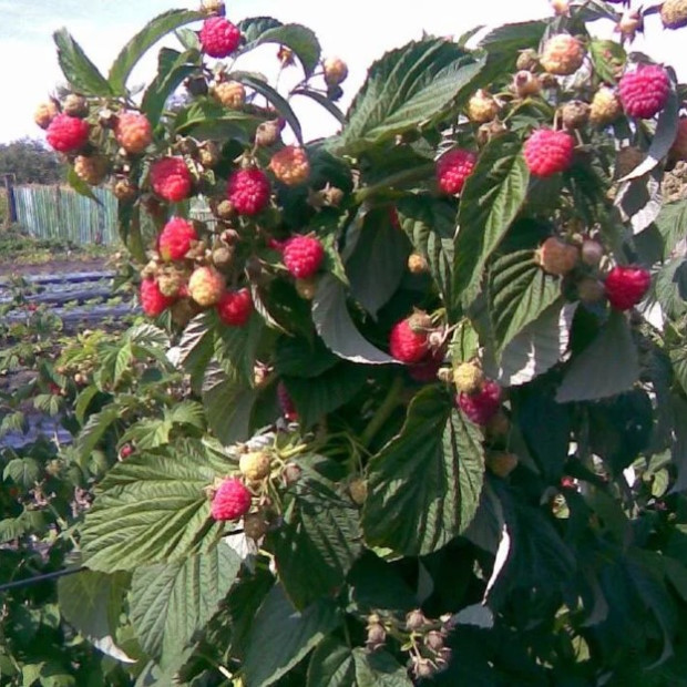Фото 3. Малиновое дерево «Таруса» в каталоге СЦ Корекозево