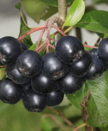 Рябина черноплодная Неро в каталоге СЦ Корекозево