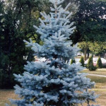 Миниатюра 4. Ель колючая 