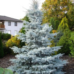 Миниатюра 3. Ель колючая 