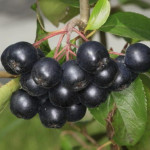 Миниатюра 1. Рябина черноплодная 